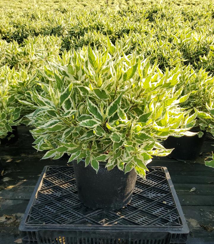 Cornus alba Ivory Halo®