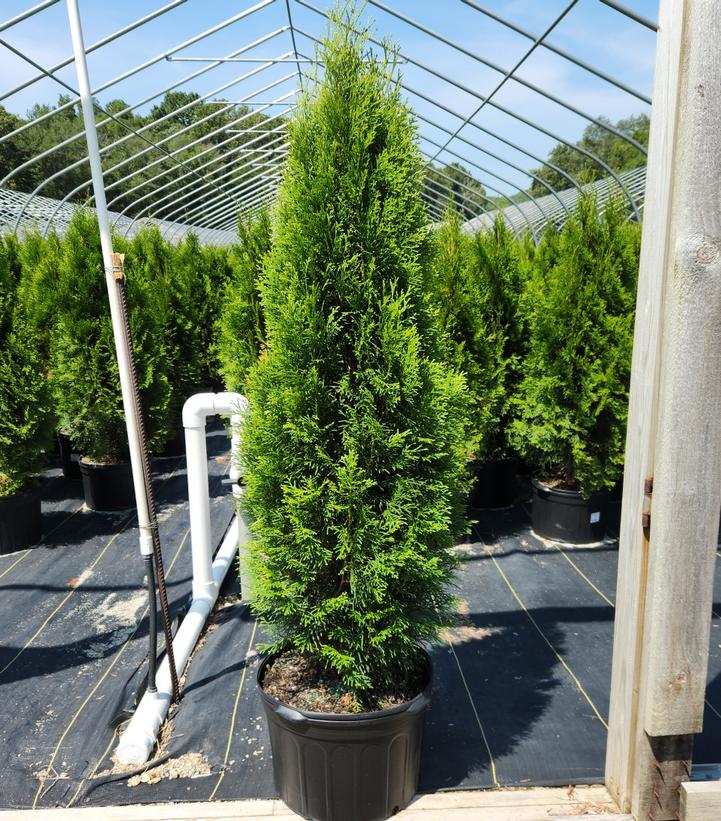 Thuja occidentalis 'Smaragd'
