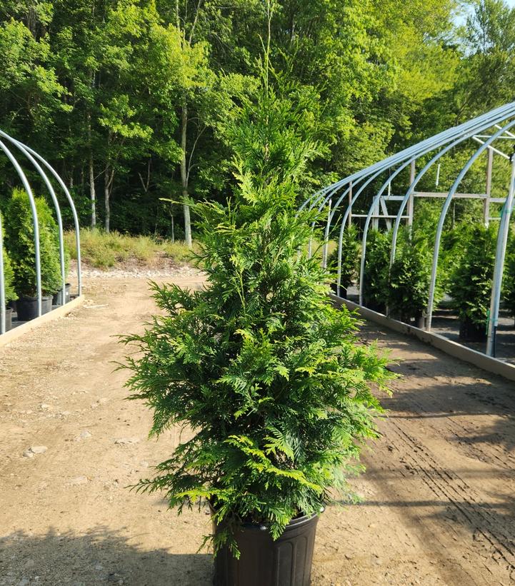 Thuja x 'Green Giant'
