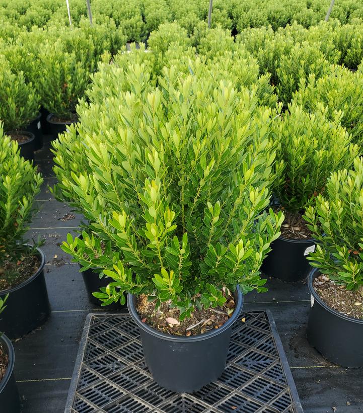 Ilex glabra 'Shamrock'
