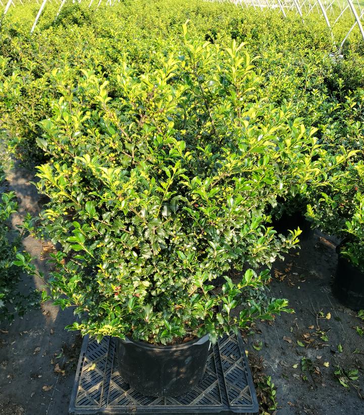 Ilex x meserveae 'Blue Princess'