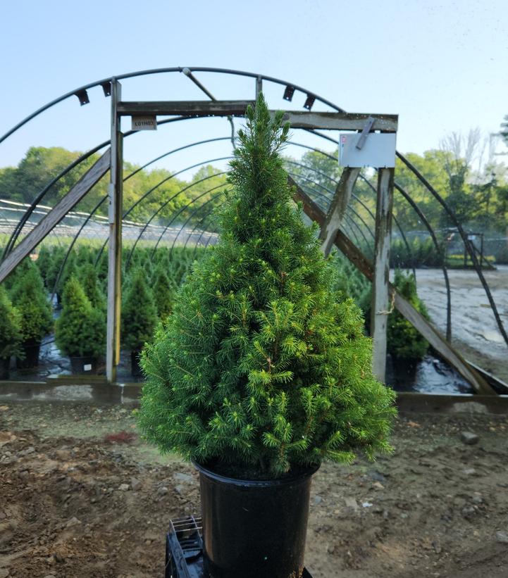 Picea glauca 'Conica'