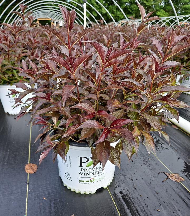 Weigela florida Spilled Wine®