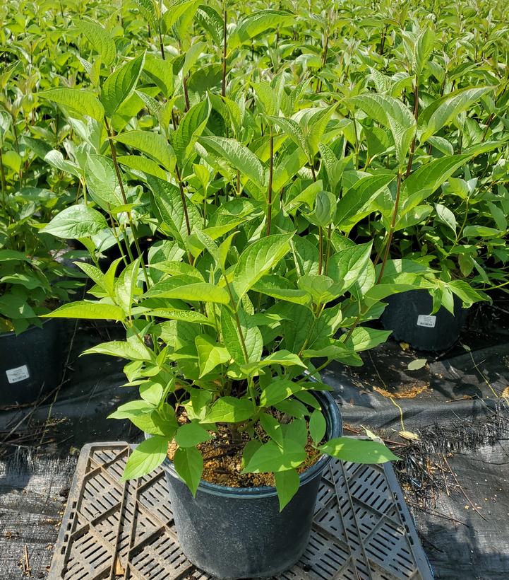 Cornus sericea 'Baileyi'