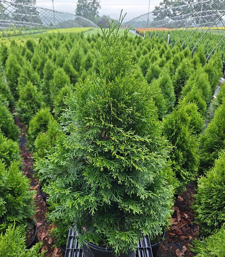 Thuja occidentalis 'Smaragd'