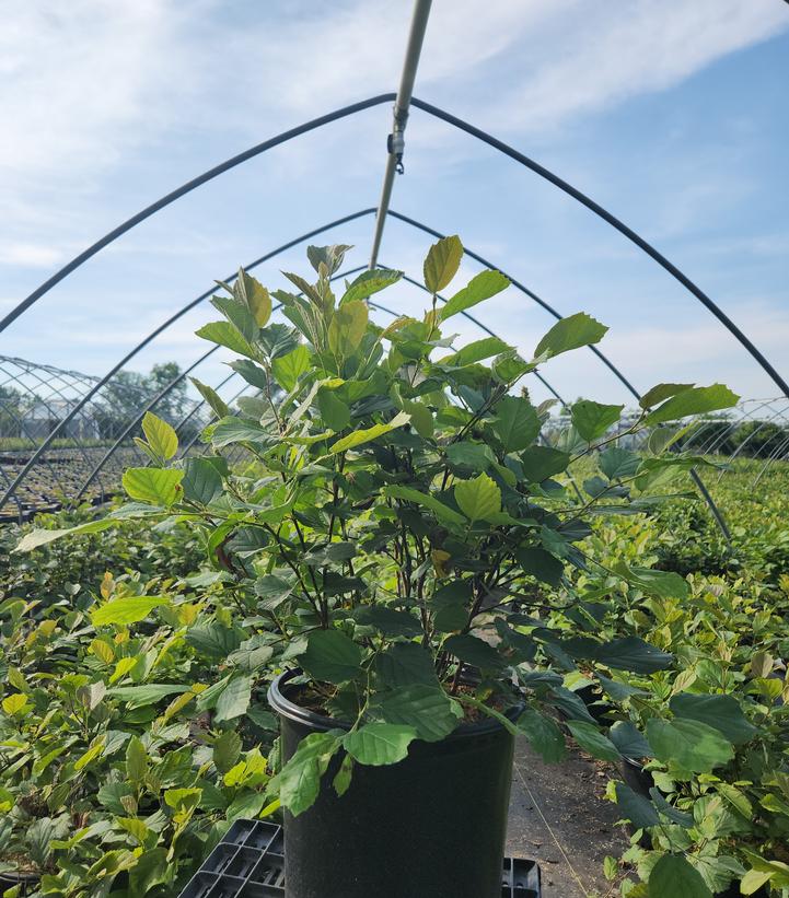Fothergilla major 'Mount Airy'