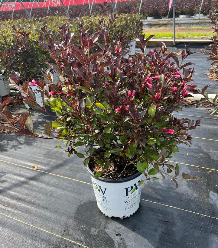 Weigela florida Wine & Roses®