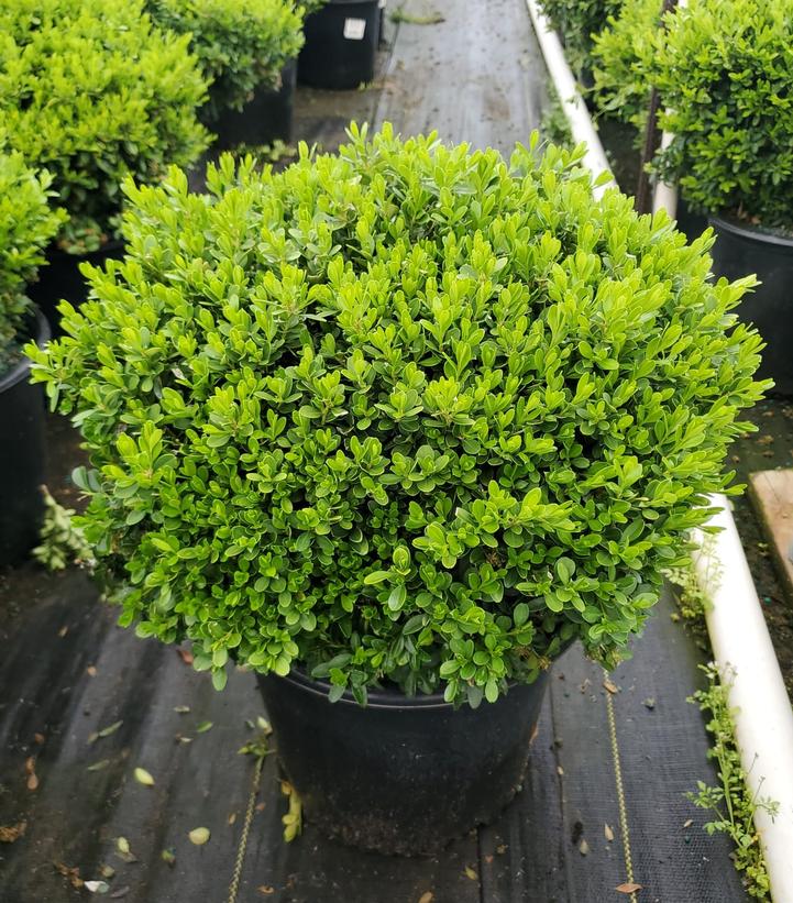 Buxus microphylla Tide Hill