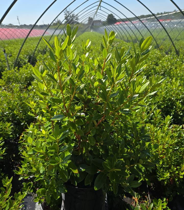 Rhododendron X PJM Elite