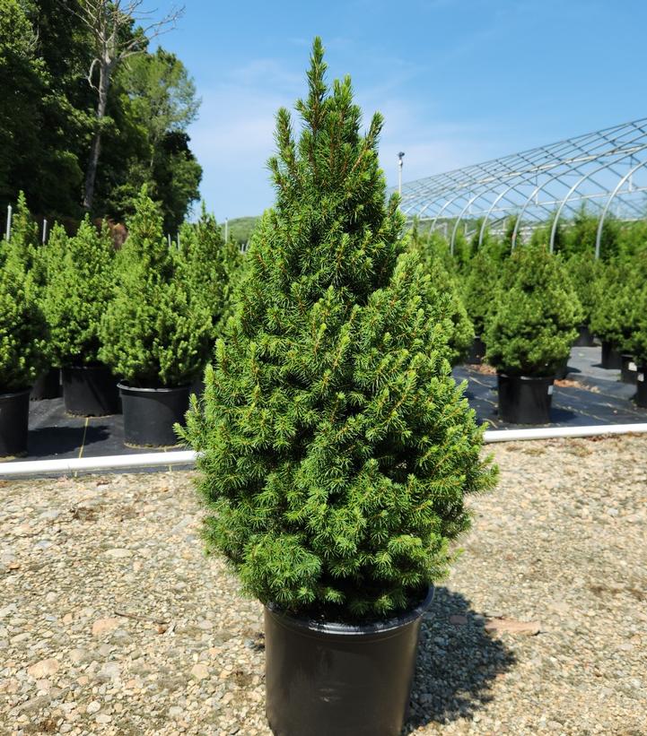 Picea glauca 'Conica'