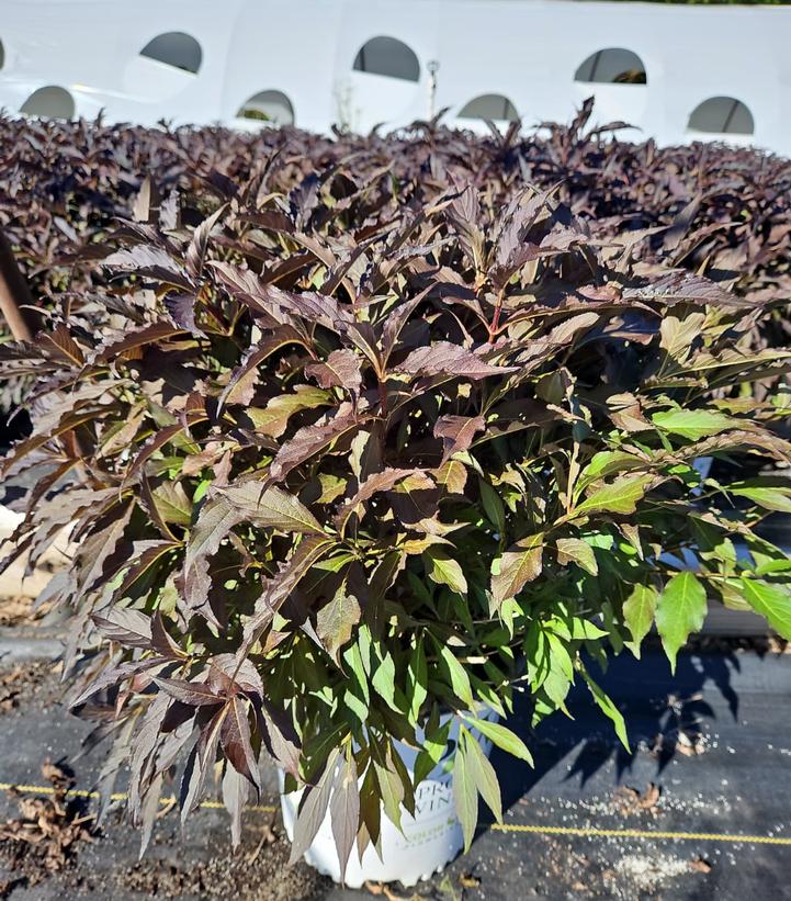 Weigela florida Spilled Wine®
