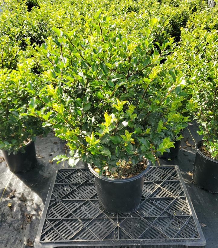 Ilex x meserveae 'Blue Princess'