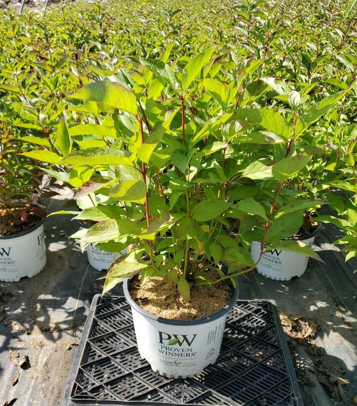 Cornus stolonifera Arctic Fire®