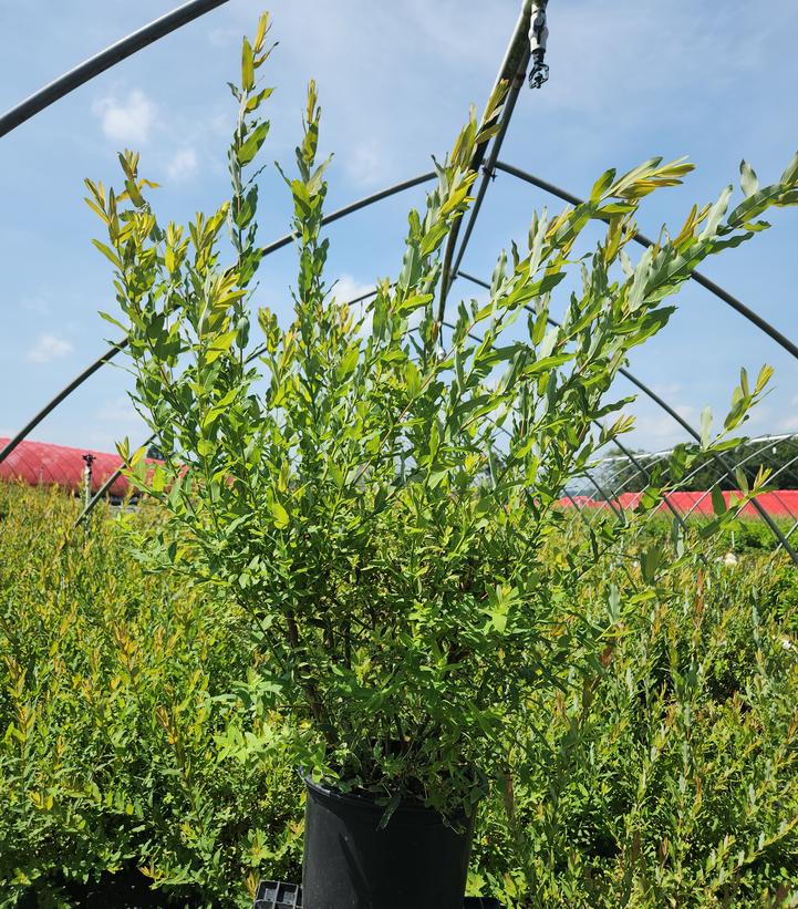 Salix integra 'Hakuro Nishiki'