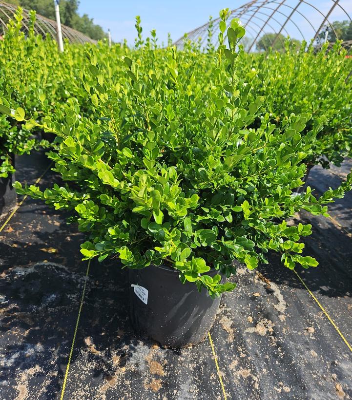 Buxus microphylla var. japonica 'Winter Gem'