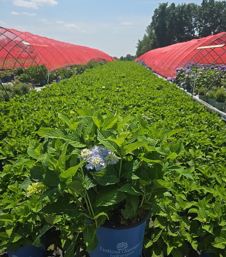 Hydrangea macrophylla Endless Summer® Collection Endless Summer® The Original