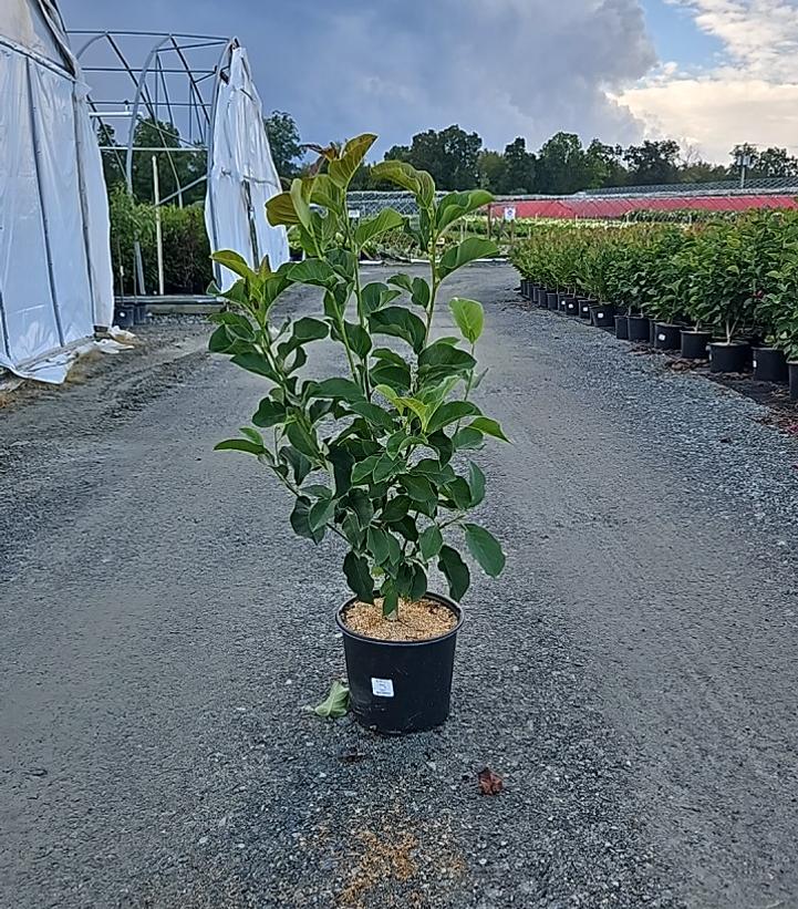 Magnolia x 'Genie'