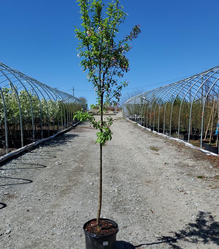 Malus X Sugar Tyme™