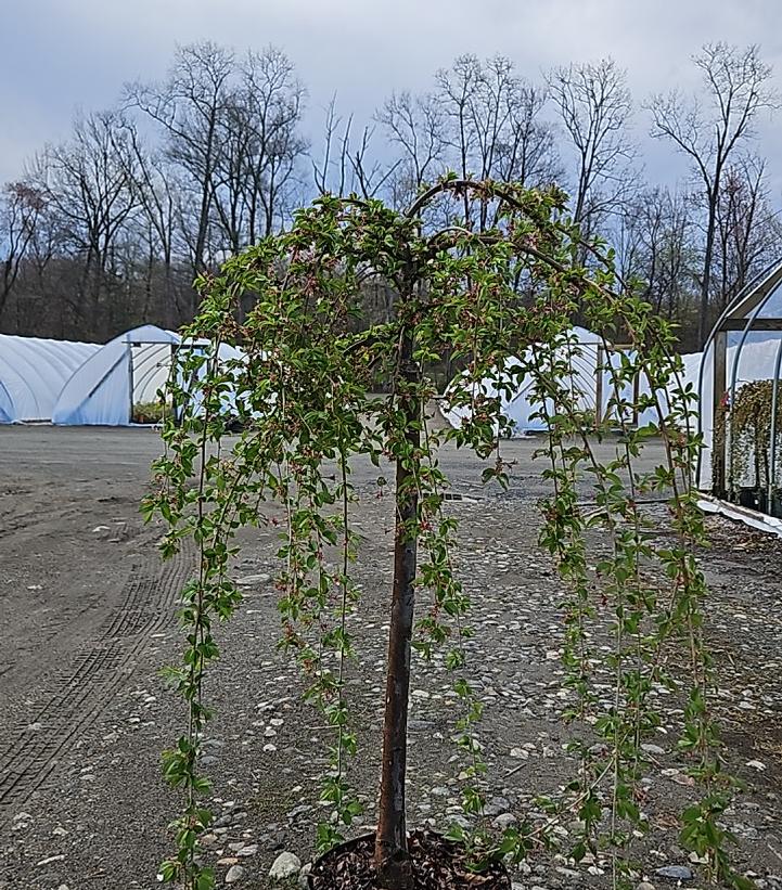 Prunus X Snow Fountains®