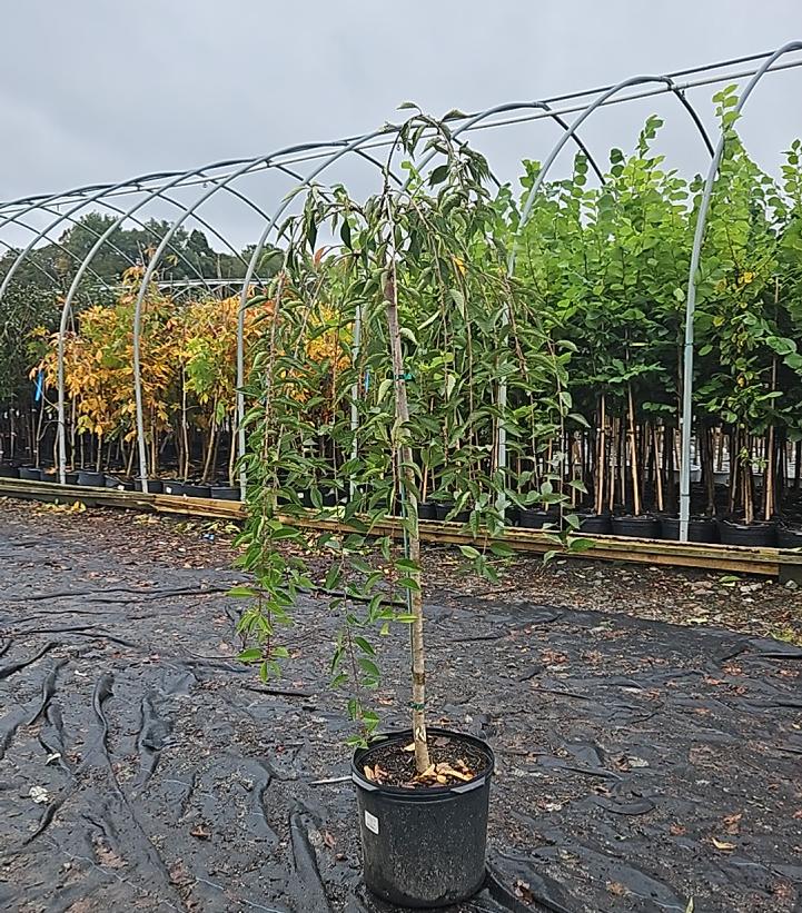 Prunus X Snow Fountains®