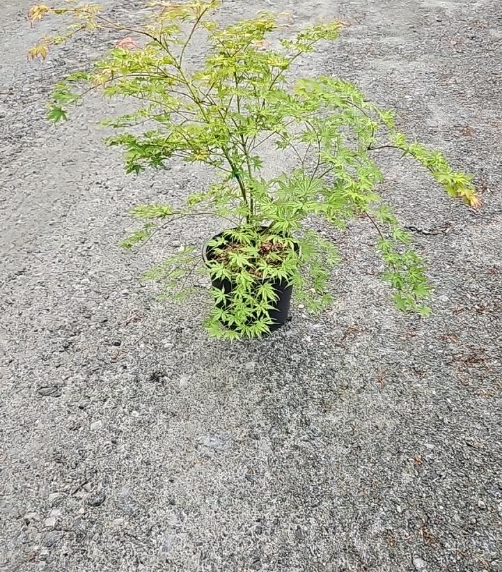 Acer palmatum 'Peaches & Cream'