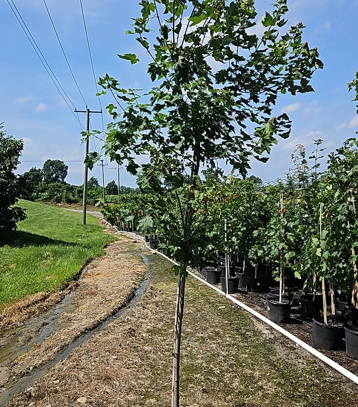 Acer rubrum Redpointe®