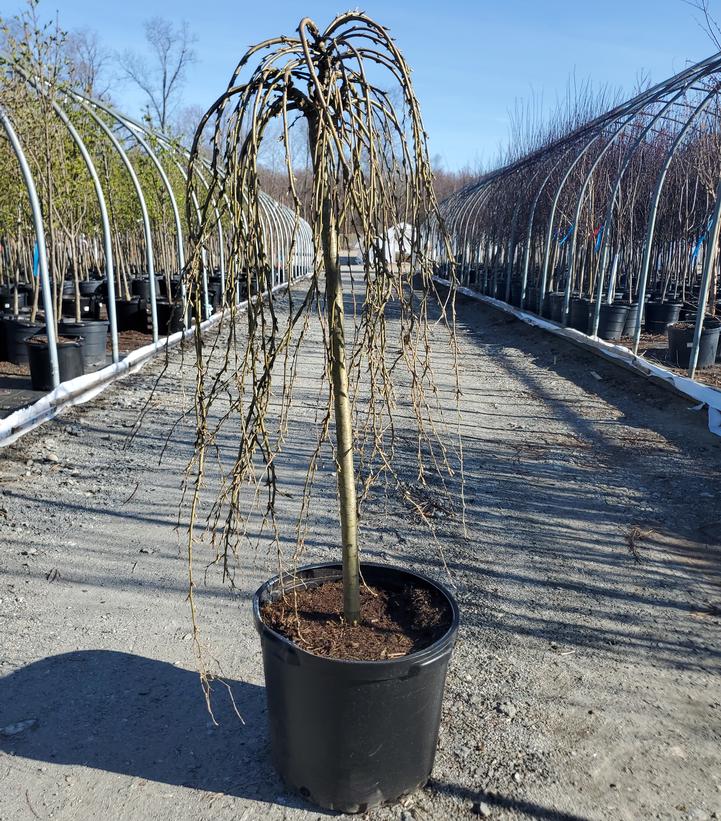 Caragana arborescens 'Walker'