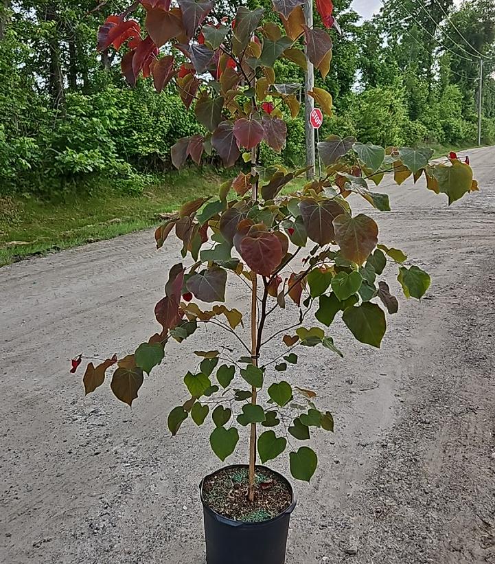 Cercis canadensis 'Forest Pansy'