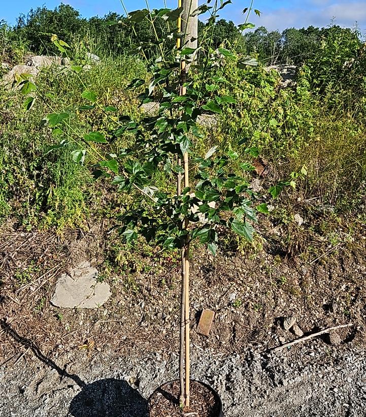 Acer rubrum Red Sunset®