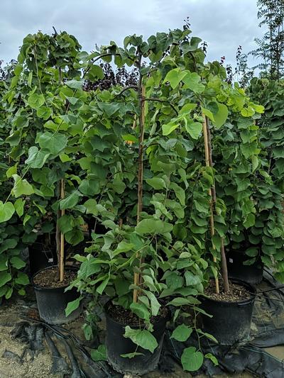Cercis canadensis 'Vanilla Twist'