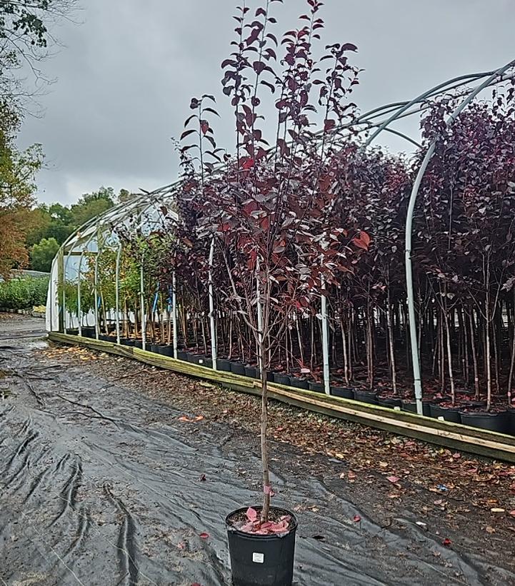 Prunus cerasifera 'Thundercloud'