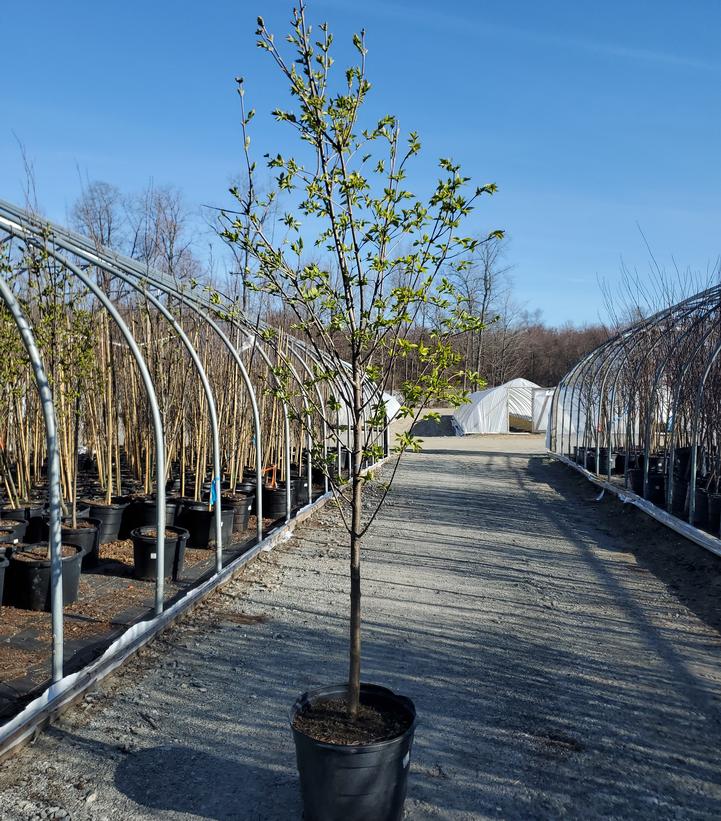 Syringa reticulata Ivory Silk - Tree Form
