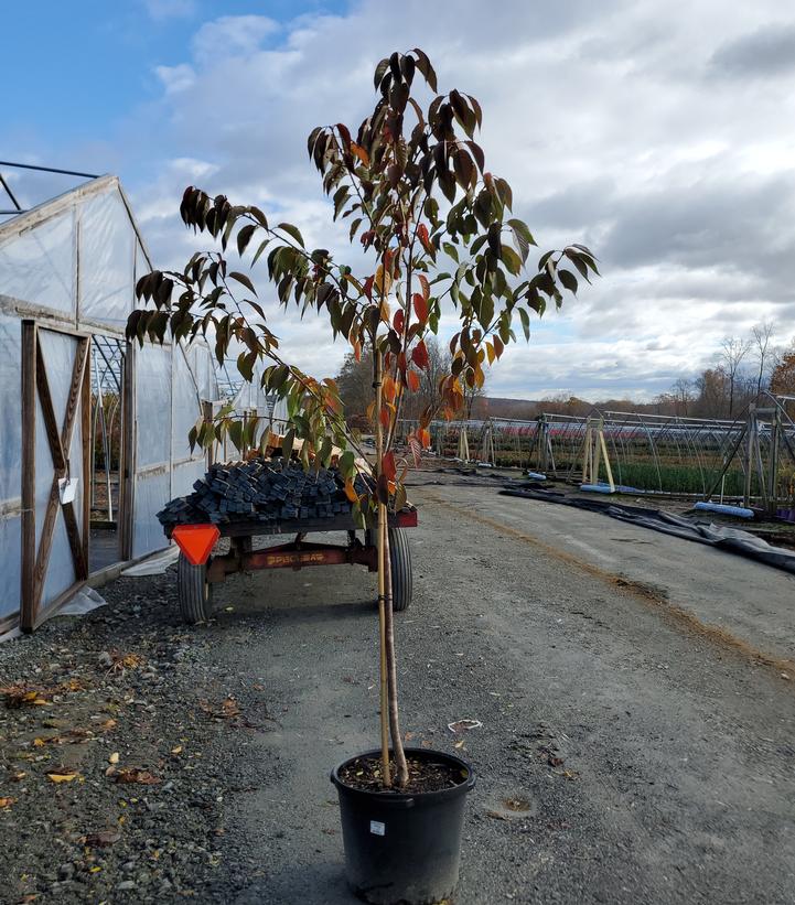 Prunus serrulata Kwanzan