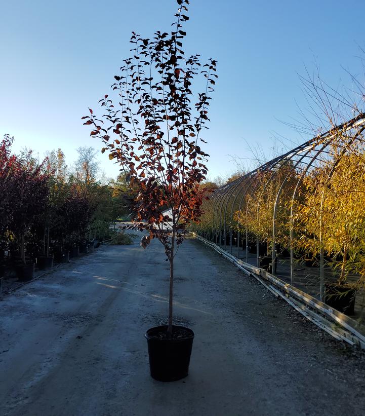 Prunus cerasifera 'Thundercloud'
