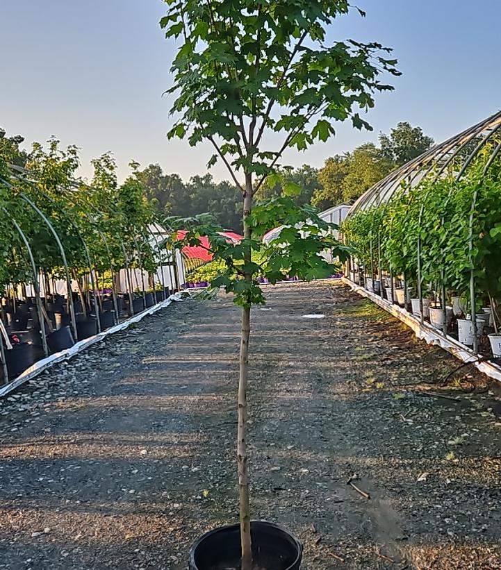 Acer saccharum 