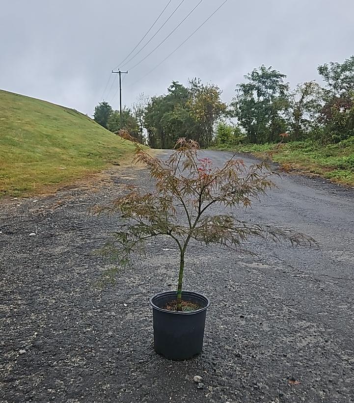 Acer palmatum dissectum 'Red Dragon'