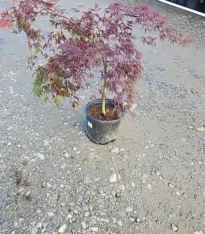 Acer palmatum dissectum 'Inaba Shidare'