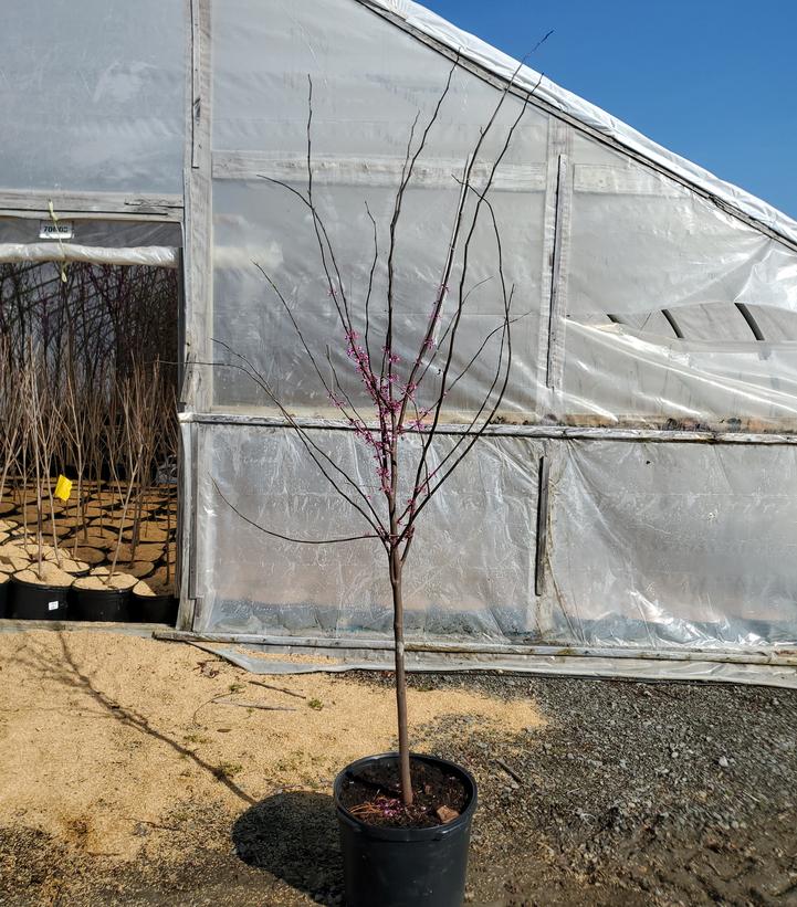 Cercis canadensis 