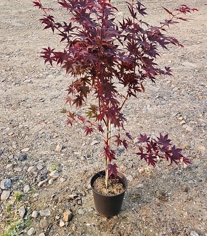 Acer palmatum 'Bloodgood'