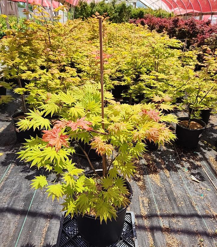 Acer shirasawanum 'Autumn Moon'