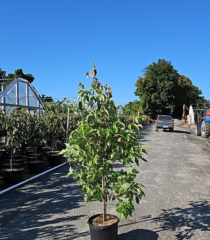 Cornus kousa 'Milky Way'