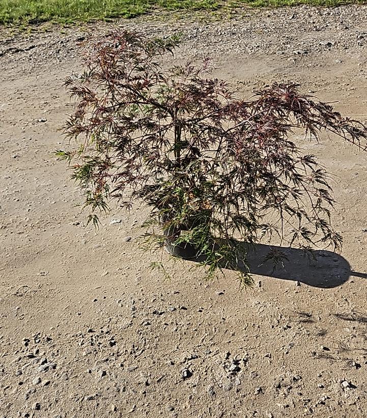 Acer palmatum dissectum 'Inaba Shidare'