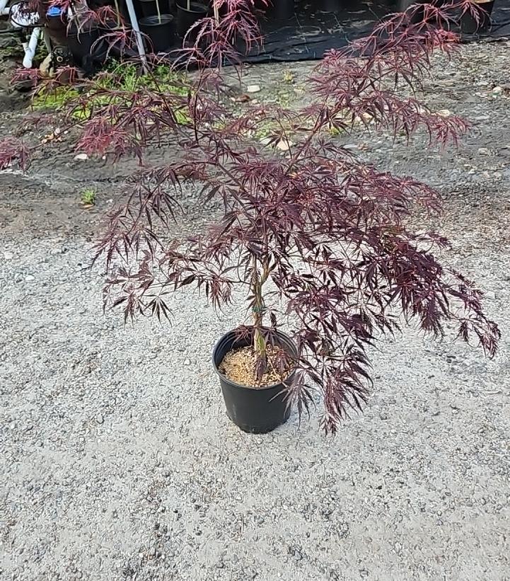 Acer palmatum dissectum 'Tamukeyama'