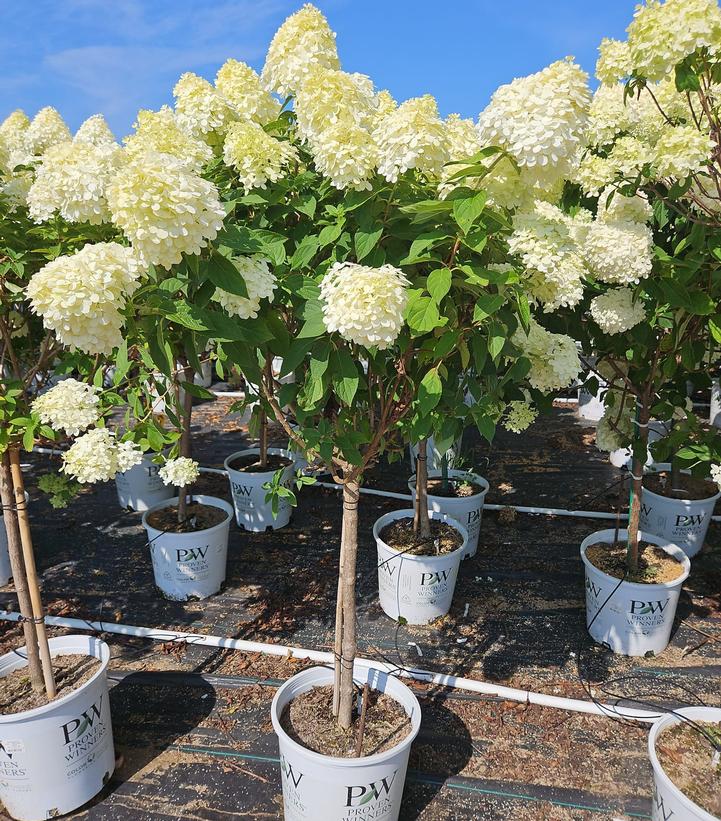 Hydrangea paniculata 'Limelight'