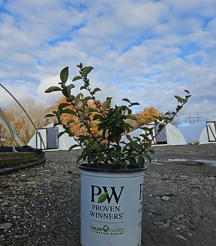 Chaenomeles speciosa Double Take® Scarlet