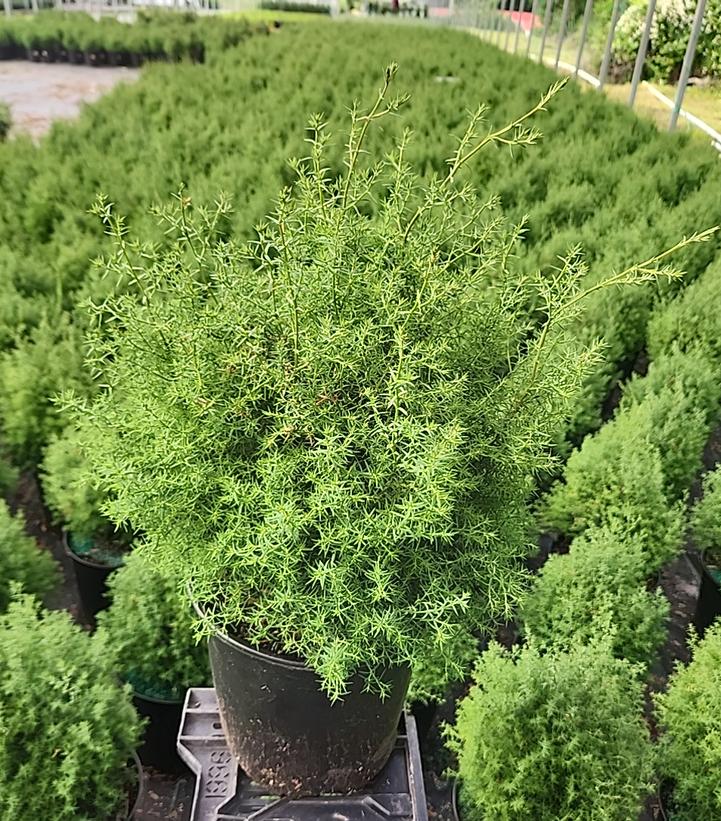 Chamaecyparis obtusa 'Blue Feathers'
