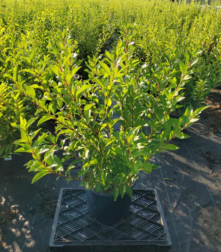 Forsythia x intermedia 'Lynwood Gold'