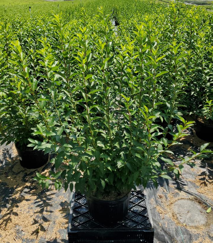Forsythia x intermedia 'Lynwood Gold'