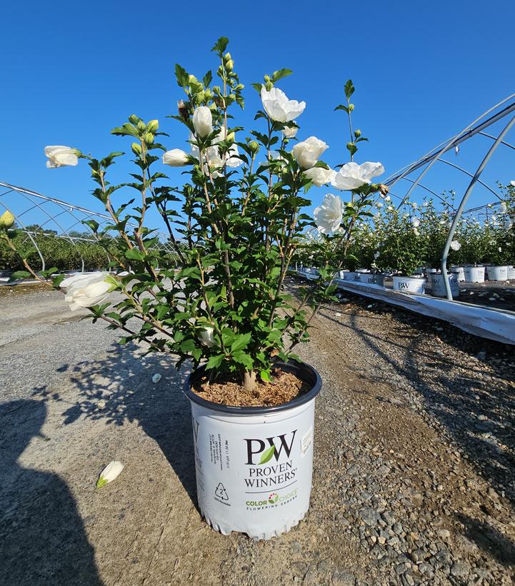 Hibiscus syriacus White Chiffon®