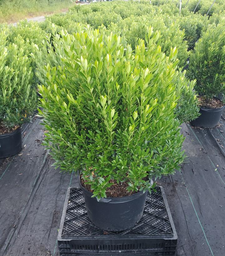 Ilex glabra 'Shamrock'
